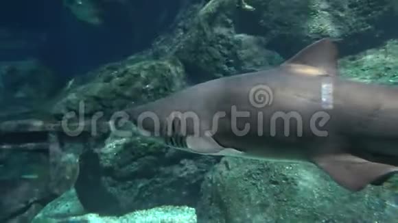 在清澈的海水中鲨鱼在水下岩石旁边游过沙底特写镜头视频的预览图