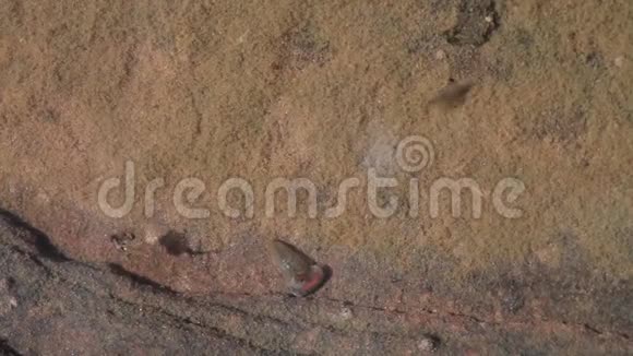蝌蚪虾游在犹他州南部沙漠的一个浅春潭里视频的预览图