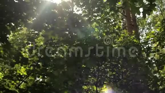 阳光穿过树叶美丽的树枝垂直的运动背部视频的预览图