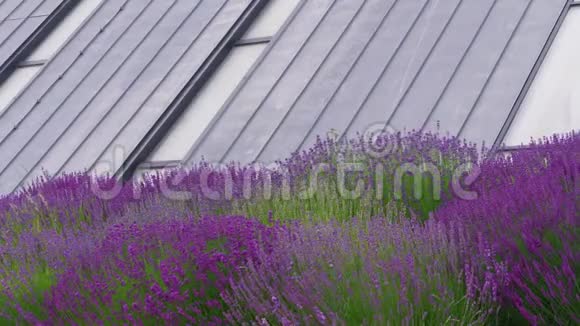 生态屋顶被动房屋的窗户风中的薰衣草花视频的预览图