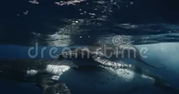 母鲸和小牛座头鲸在印度洋迁徙过程中在14位彩色电影摄影机上拍摄的录像视频的预览图