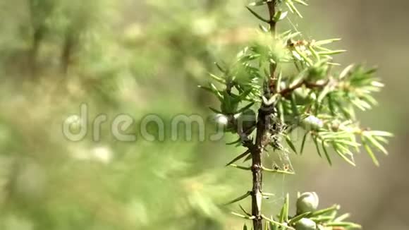 未成熟果实的杜松绿色枝条桧柏未成熟的圆锥浆果视频的预览图