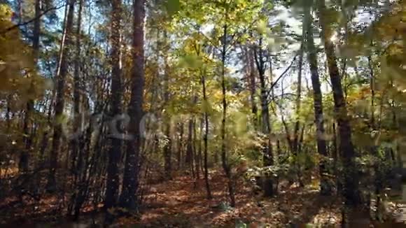 在森林里的森林里视频的预览图