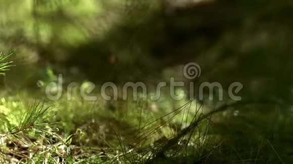 松苔和草的幼株生长在森林中森林植物和草视频的预览图