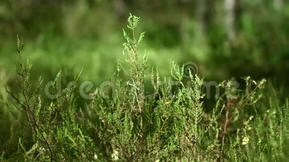 茂密的混合森林长满了高大的草绿色夏林中的白桦视频的预览图
