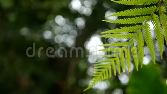 4K绿色蕨类植物的叶子随风摇摆有绿色的树背景和波克光绿色自然背景复制空间镜头视频的预览图
