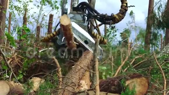 强大的木材收割机与原木在松木上工作农业模拟器视频的预览图