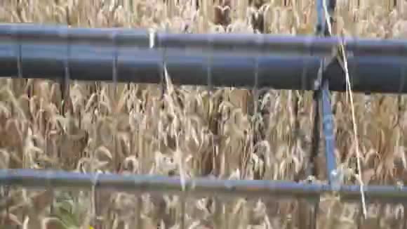 合纺割麦穗刀粮食收割机在田间作业对进程的看法视频的预览图