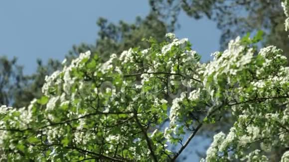 树与白色的花朵对抗蓝天垂直运动视频的预览图