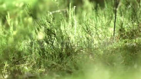 生长在底部的森林植物美丽的大自然夏季概念视频的预览图