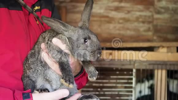 农夫手里拿着一只兔子视频的预览图