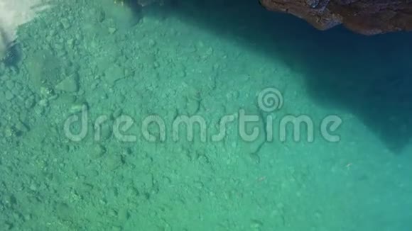 4海泻湖清水中鱼的K视频这是马德拉岛塞萨尔的游泳池视频的预览图