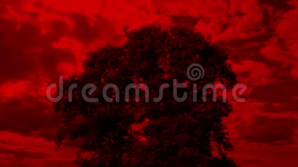树与启示录红天视频的预览图