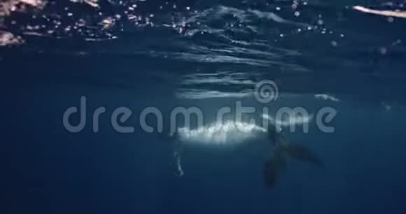 驼背鲸母鲸和小牛在汤加水域游泳鲸鱼在汤加王国的太平洋游泳录像视频的预览图