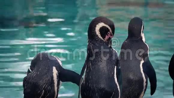 动物园的企鹅视频的预览图