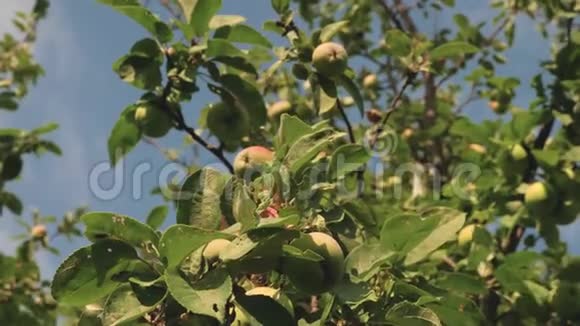 美丽的苹果在蓝天上成熟树枝上的绿苹果有机水果农业视频的预览图