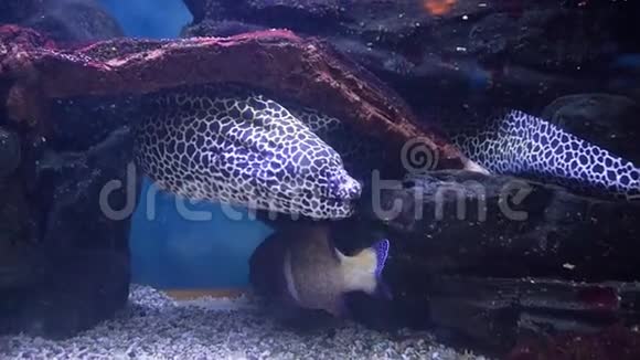 水族馆里的海鳗视频的预览图