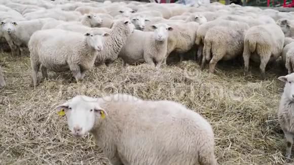 种羊场在生物有机毛养殖以外的羊群视频的预览图
