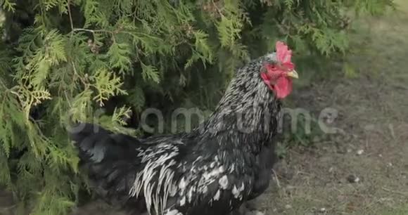 树附近院子里的公鸡特写镜头村里的黑公鸡视频的预览图