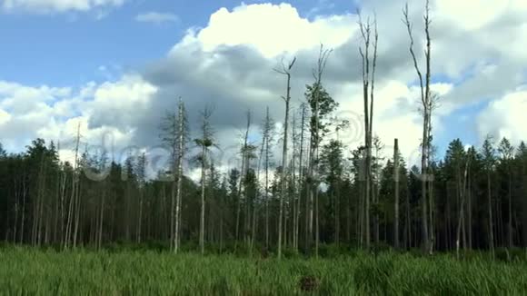 松林附近茂密的草丛中生长的干树森林全景干树视频的预览图