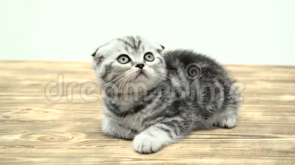 折叠幼儿小猫苏格兰折叠是玩抬头白色背景视频的预览图