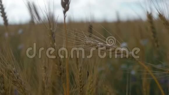 在蓝天的映衬下成熟的小麦小麦穗粒摇风夏收粮食成熟视频的预览图