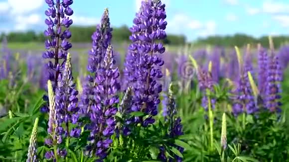 在阳光明媚的一天里美丽的大紫丁香森林的花朵在草地上随风摇曳着绿叶视频的预览图