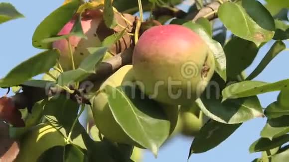 夏园成熟有机品种梨梨树枝上鲜嫩多汁的梨自然环境中的有机梨克罗地亚视频的预览图