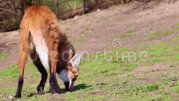高清视频的人畜红狼菊花南美洲他在绿草上玩耍他躺下来视频的预览图