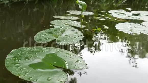 河中睡莲的叶子视频的预览图