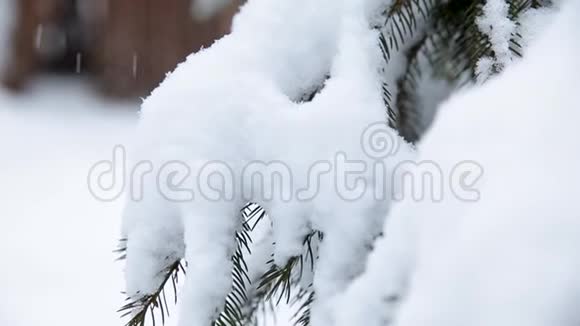 圣诞常绿云杉树白雪皑皑视频的预览图