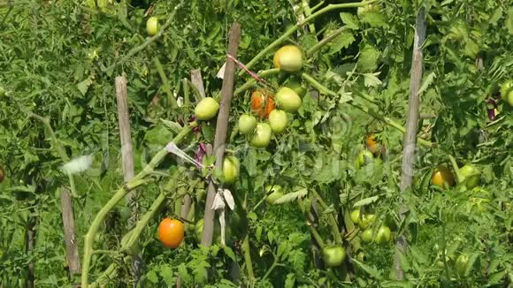 农场花园里的绿色西红柿把番茄放在空地上田野上的绿色西红柿视频的预览图