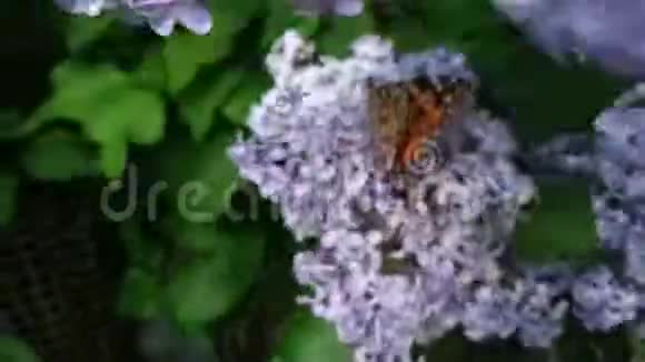 在盛开的紫薇花上画了一只美丽的蝴蝶视频的预览图