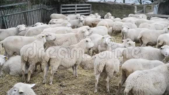 种羊场在生物有机毛养殖以外的羊群视频的预览图
