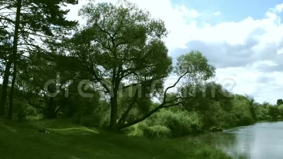 河岸上生长着大树灌木丛和绿草视频的预览图