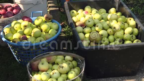 篮子里有黄色的苹果烂苹果选择性聚焦成熟的苹果在花园里夏天草篮里有机苹果弗雷斯视频的预览图
