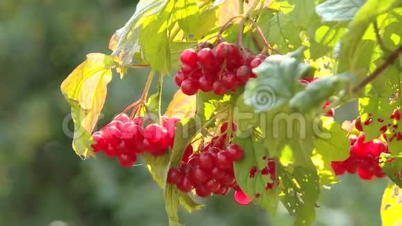 在森林里的灌木丛上的红色浆果花园中红色振动的分支弧菌浆果和弧菌叶视频的预览图