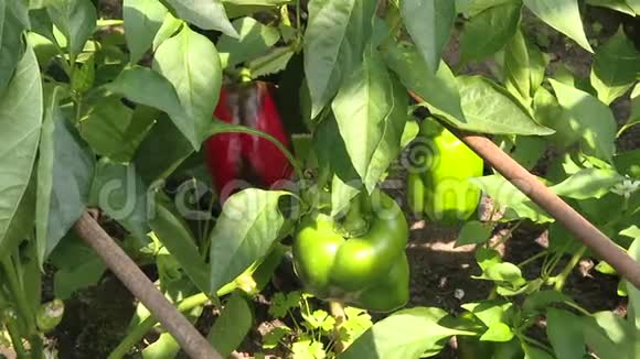红铃椒生长在花园里成熟的和未成熟的胡椒在花园的灌木上生长家庭胡椒花园红辣椒和视频的预览图
