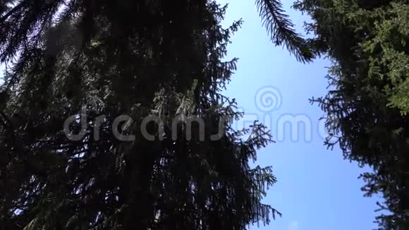 针叶树的绿色树枝在背景中可以看到天空云彩风景视频的预览图