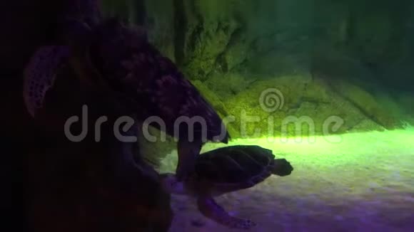 海龟平静地游过水下岩石附近的沙底视频的预览图