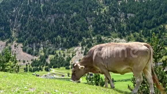 牛在山边吃草西班牙加泰罗尼亚比利牛斯省ValldeNuria视频的预览图