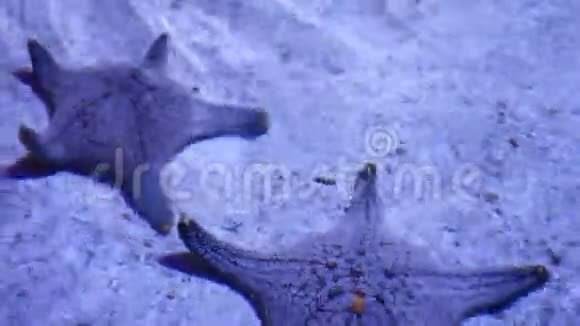 海洋热带外来海星在水族馆底部特写两只神奇的海星躺在沙底干净的地方视频的预览图