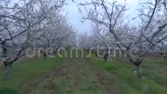 巴希萨拉伊的杏仁花花园视频的预览图