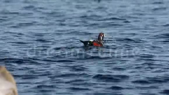 鸭子在蓝色的海水中游泳野生哈莱金鸭组织在自然栖息地色彩斑斓的海堤视频的预览图