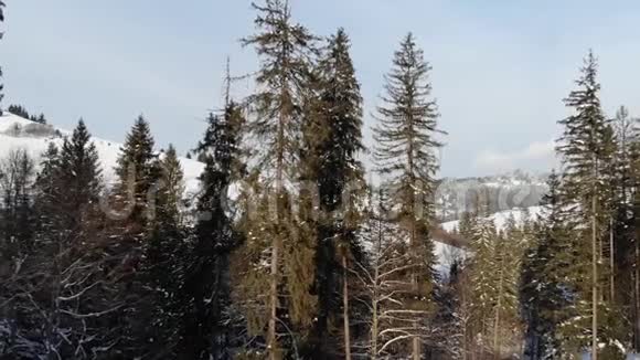 山里的冬天冬林从鸟瞰山上白雪覆盖的树木蓝天射击视频的预览图