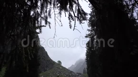 针叶树的绿色树枝在背景中可以看到天空云彩风景视频的预览图