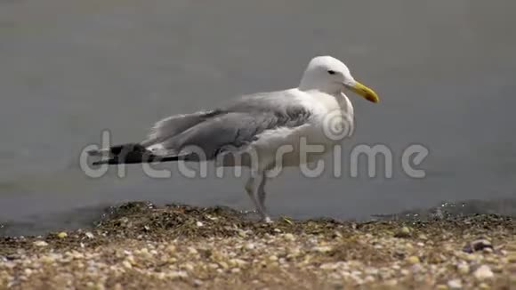 海鸥一只鸟站在海边的野生海滩上视频的预览图