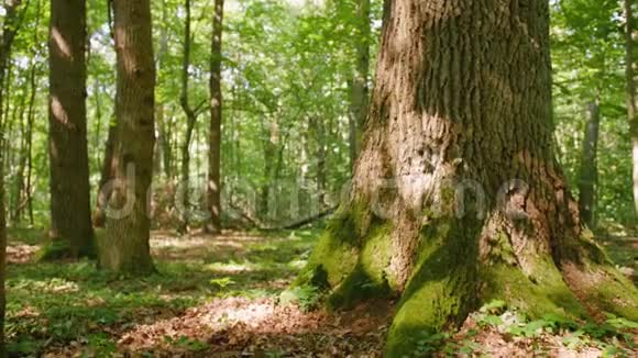 一个秃头男子站在森林里摸树干的手持镜头绿树夏天大自然全垒打视频的预览图