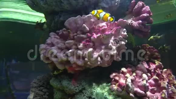 小丑鱼尼莫在热带珊瑚附近游泳视频的预览图