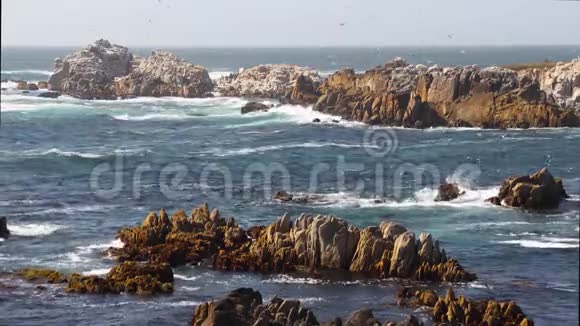 海鸥群和岩石海岸圈视频的预览图